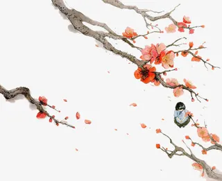 旧时花语-梅花免抠