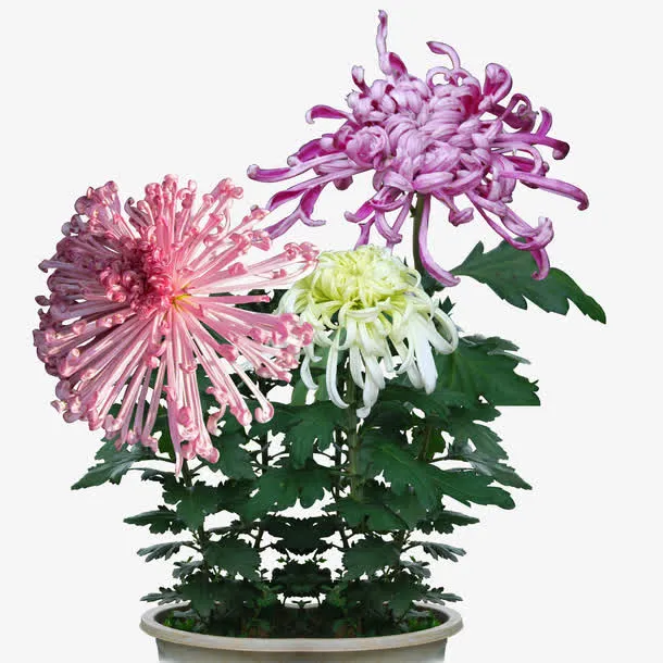 秋菊盆栽免抠