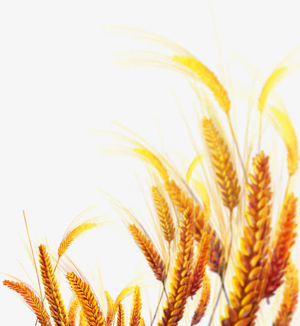黄色麦子素材免抠