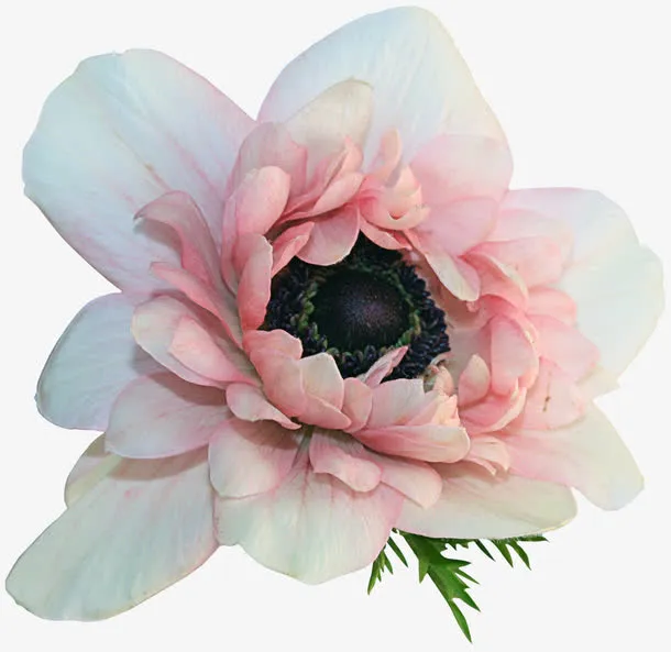 白色花朵免抠