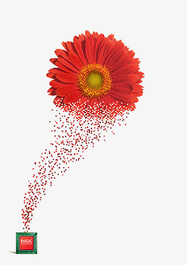 菊花免抠