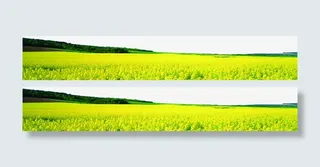 春天的到来油菜花的开放季节免抠