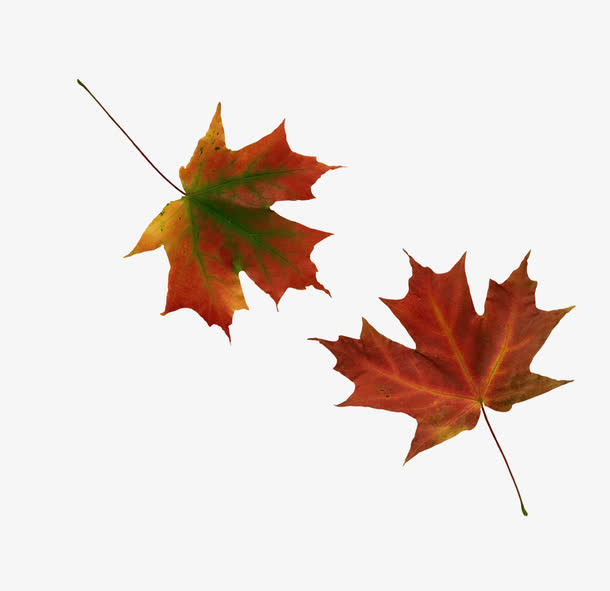 两片飘落的红色枫叶免抠