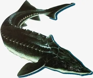 中华鲟免抠图高清素材免抠