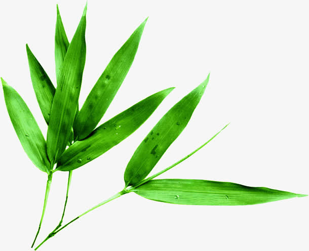 绿叶竹叶端午节装饰点缀免抠