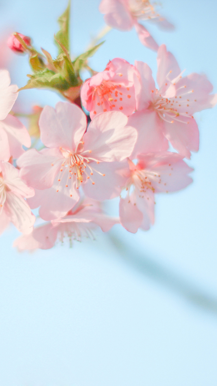 桃花花朵背景高清