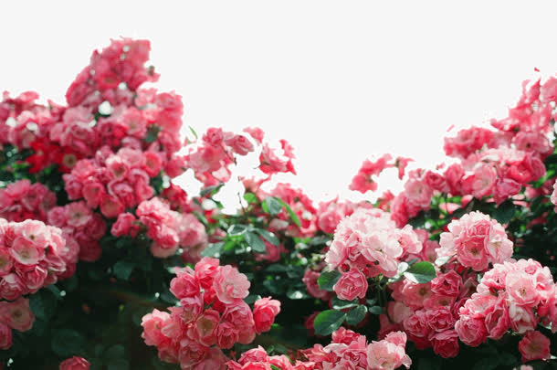 花 花堆 花簇 png素材免抠