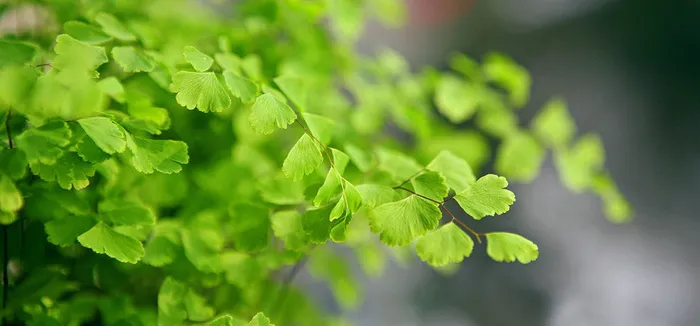 小清新银杏树叶背景图片高清