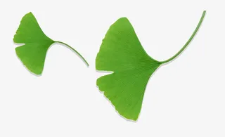 绿色银杏叶免抠