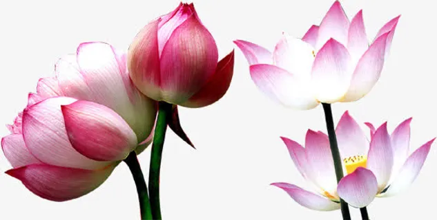 荷花 粉色荷叶中国风 免扣png素材免抠