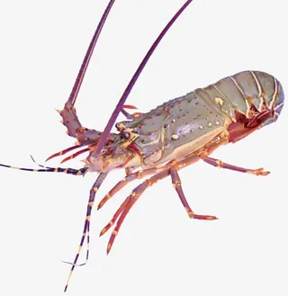 大虾png免抠图片免抠