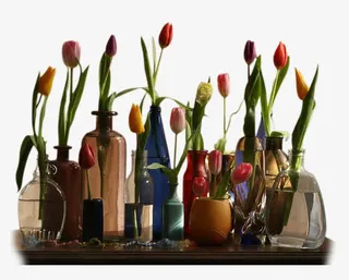 各种郁金香免抠