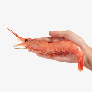 阿根廷红虾免抠