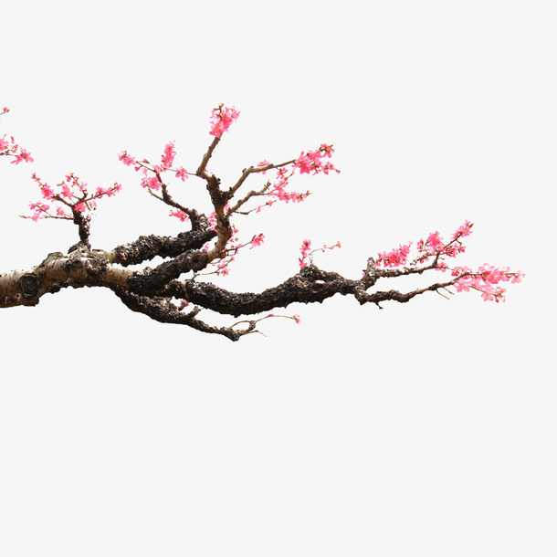树枝梅花免抠
