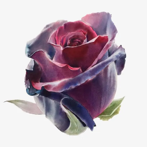 酒红色玫瑰花免抠
