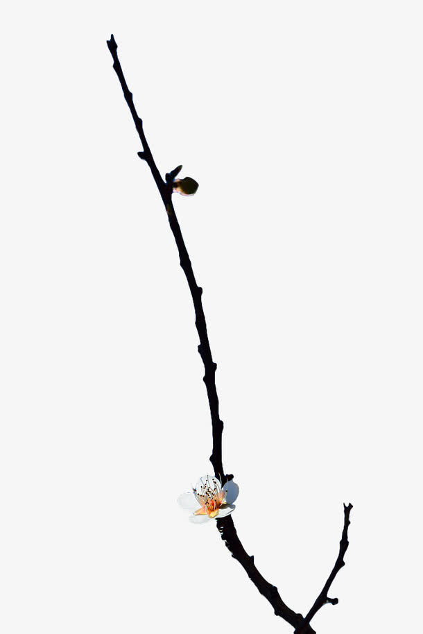 手绘梅花花苞免抠