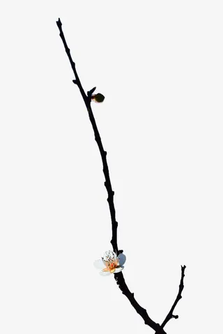 手绘梅花花苞免抠