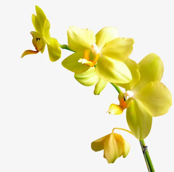 创意花卉图片庆典花草免抠