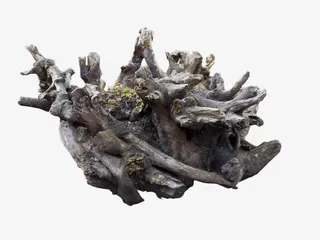 灰白色植物根茎艺术品摆件免抠