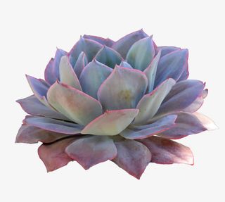 清晨的植物免抠