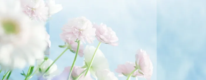 清新大花蓝色背景高清