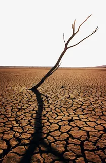 地表裂纹与枯树免抠