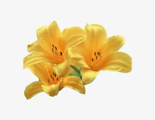 黄色百合花免抠