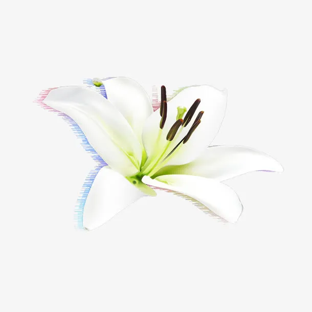 绽放的白色花朵免抠