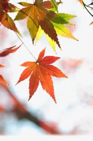 美丽的枫叶免抠