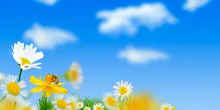 雏菊春天蓝天白云风景摄影图配图高清