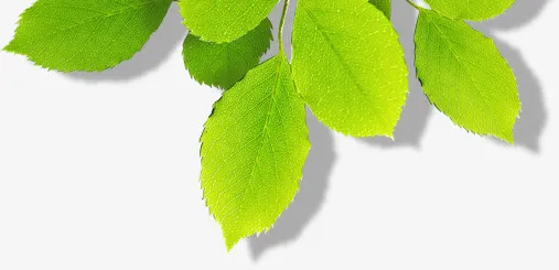 绿色叶子清新春季新品素材免抠