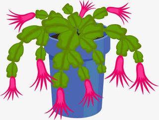 盆栽蟹爪兰免抠