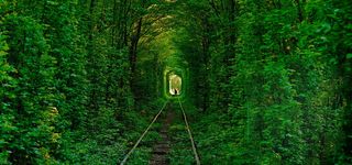 唯美绿色森林banner高清