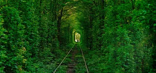 唯美绿色森林banner高清