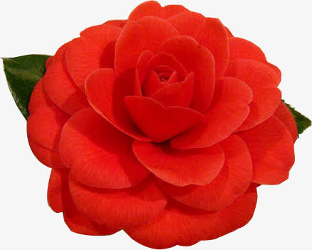 红色茶花免抠
