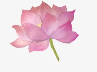 手绘荷花png素材免抠