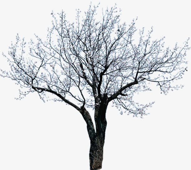 创意合成效果黑白风格大树免抠