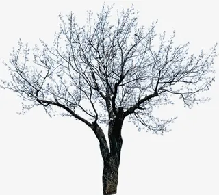 创意合成效果黑白风格大树免抠