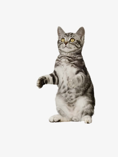 创意摄影可爱萌萌哒的小猫免抠