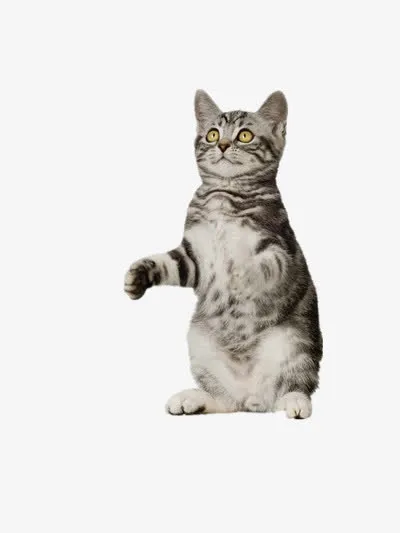 创意摄影可爱萌萌哒的小猫免抠