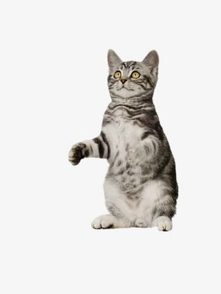 创意摄影可爱萌萌哒的小猫免抠