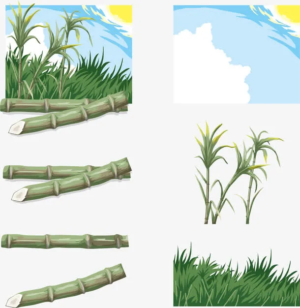 矢量手绘甘蔗免抠