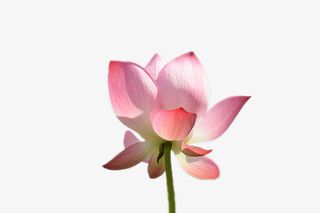 荷花海报素材下载免抠