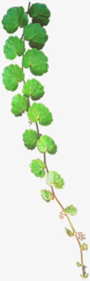 垂落的绿色枝条免抠