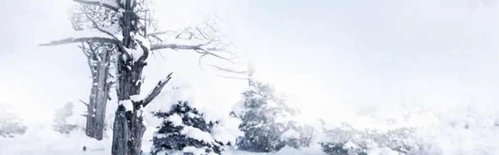 干枯的树枝雪花雪景免抠