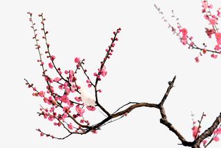 实物梅花免抠