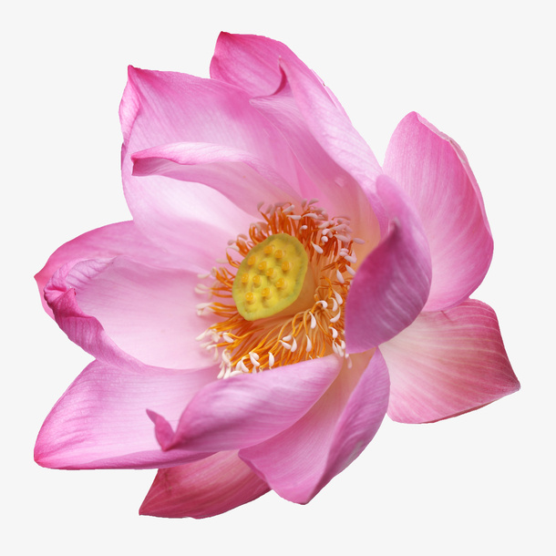 鲜花背景素材