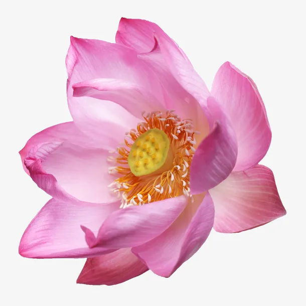 鲜花背景素材