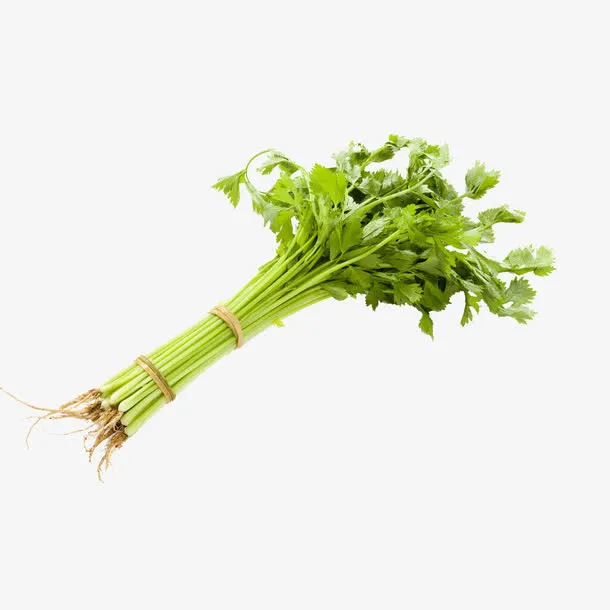 一把新鲜的水芹菜高清图片免抠