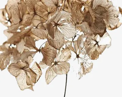 有一个季节免抠